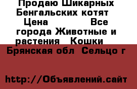 Продаю Шикарных Бенгальских котят › Цена ­ 17 000 - Все города Животные и растения » Кошки   . Брянская обл.,Сельцо г.